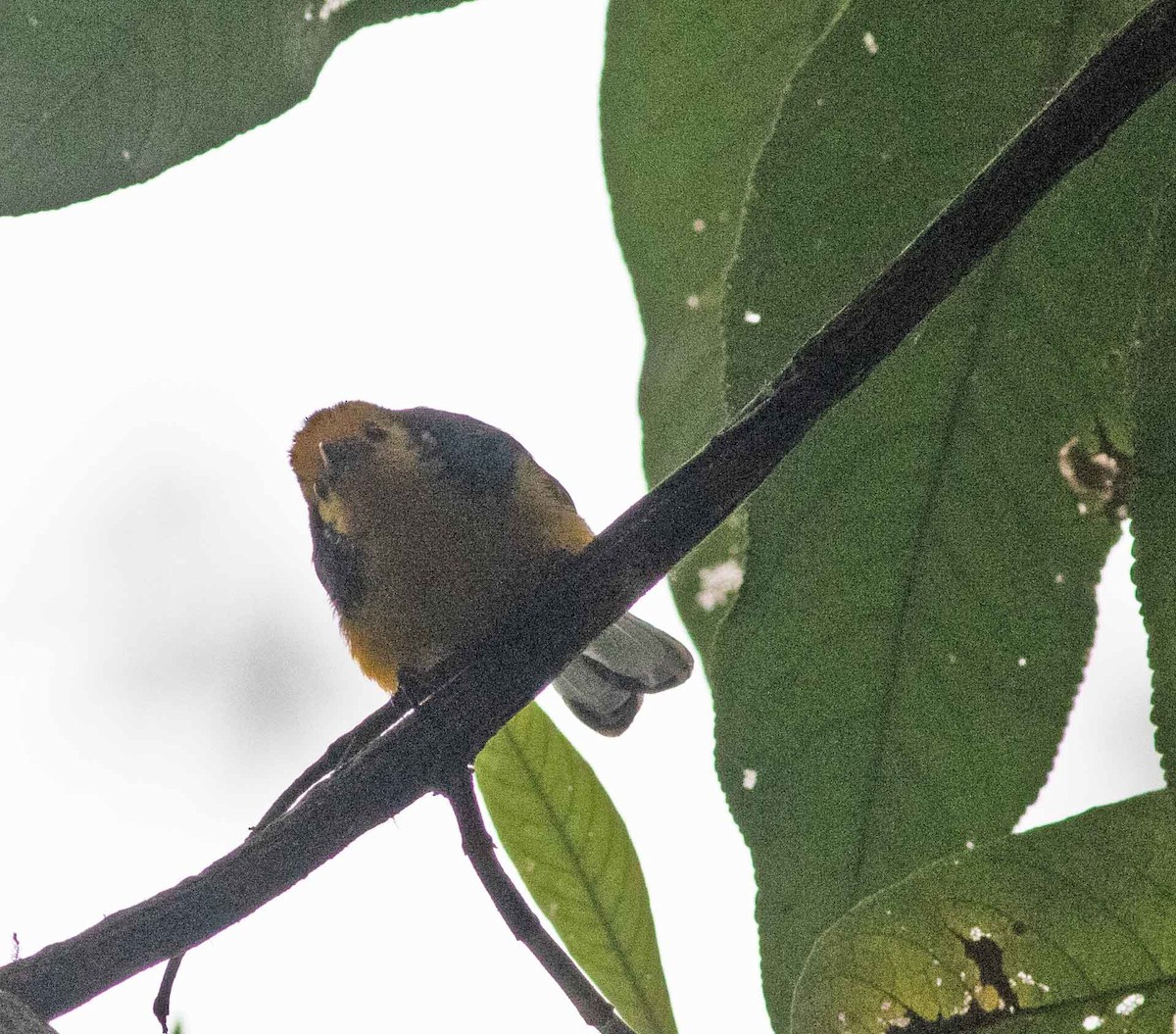 Golden-fronted Redstart - ML615149916