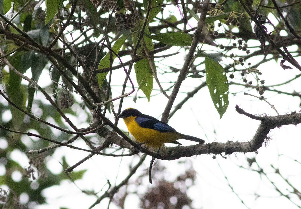 Blue-winged Mountain Tanager - ML615149922