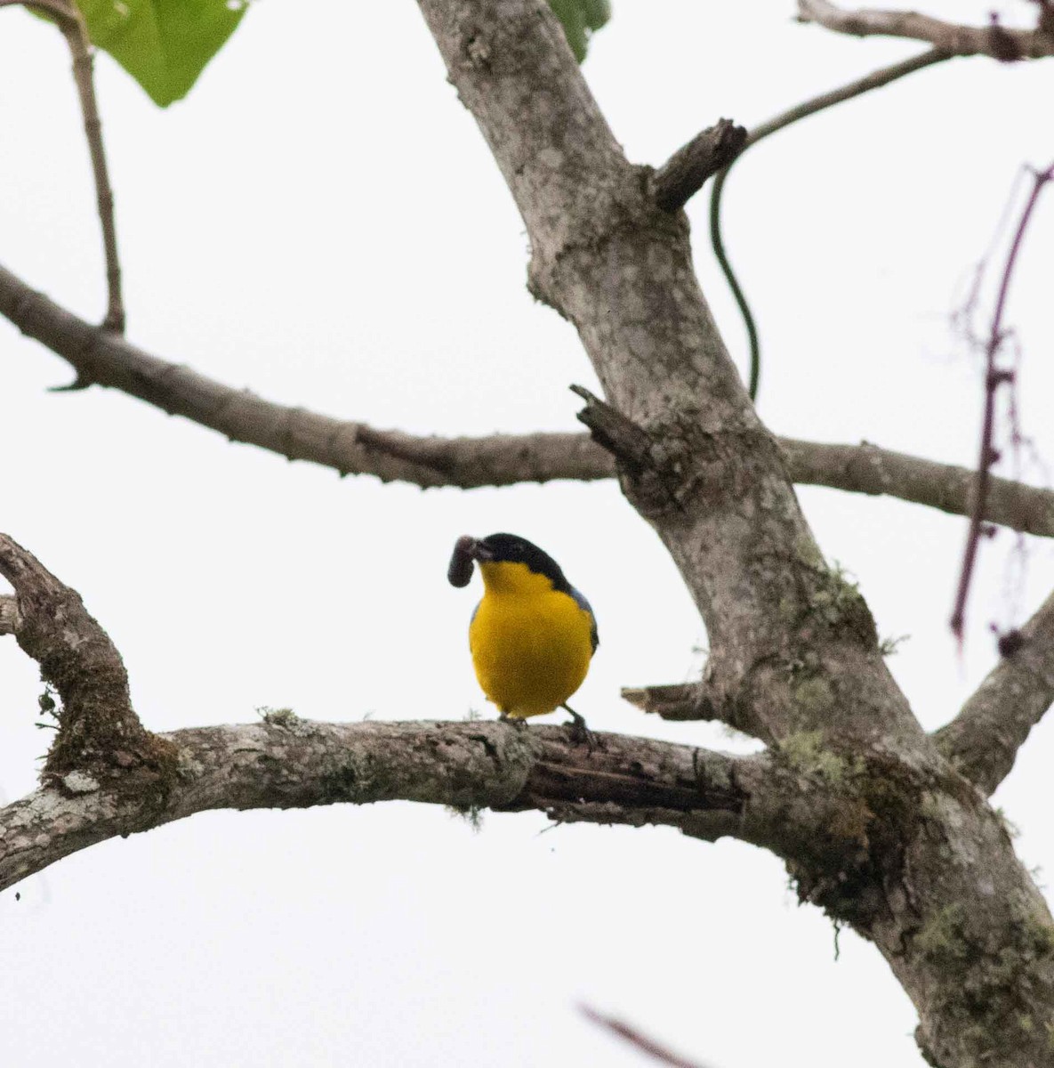 Blue-winged Mountain Tanager - ML615149931