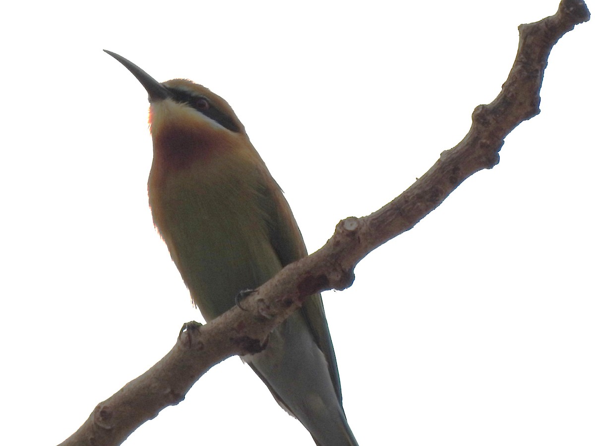 Blue-tailed Bee-eater - ML615149943