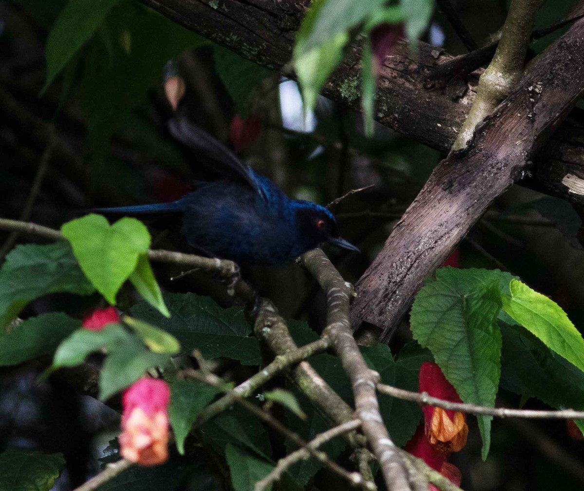 Masked Flowerpiercer - ML615149951