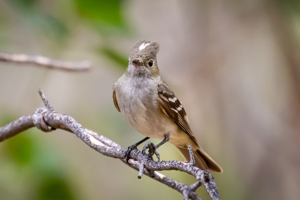 White-crested Elaenia - ML615149955