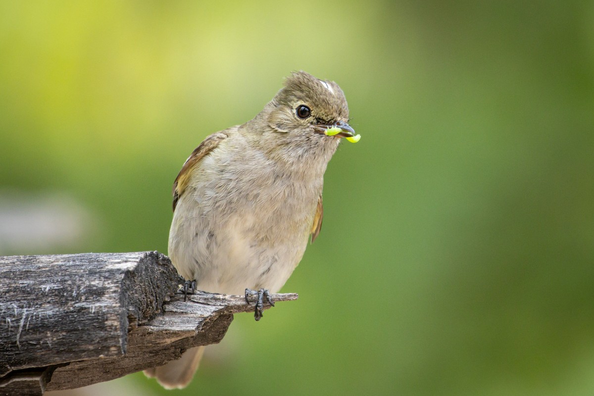 White-crested Elaenia - ML615149958