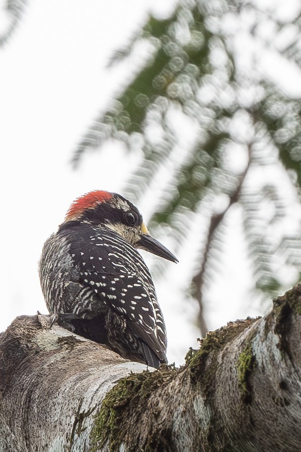 Black-cheeked Woodpecker - ML615149960