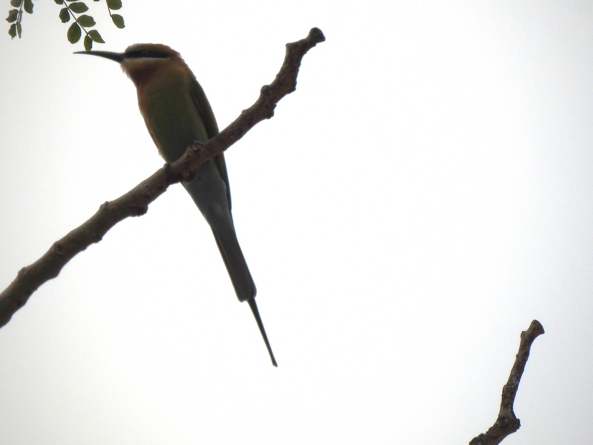 Blue-tailed Bee-eater - ML615149974