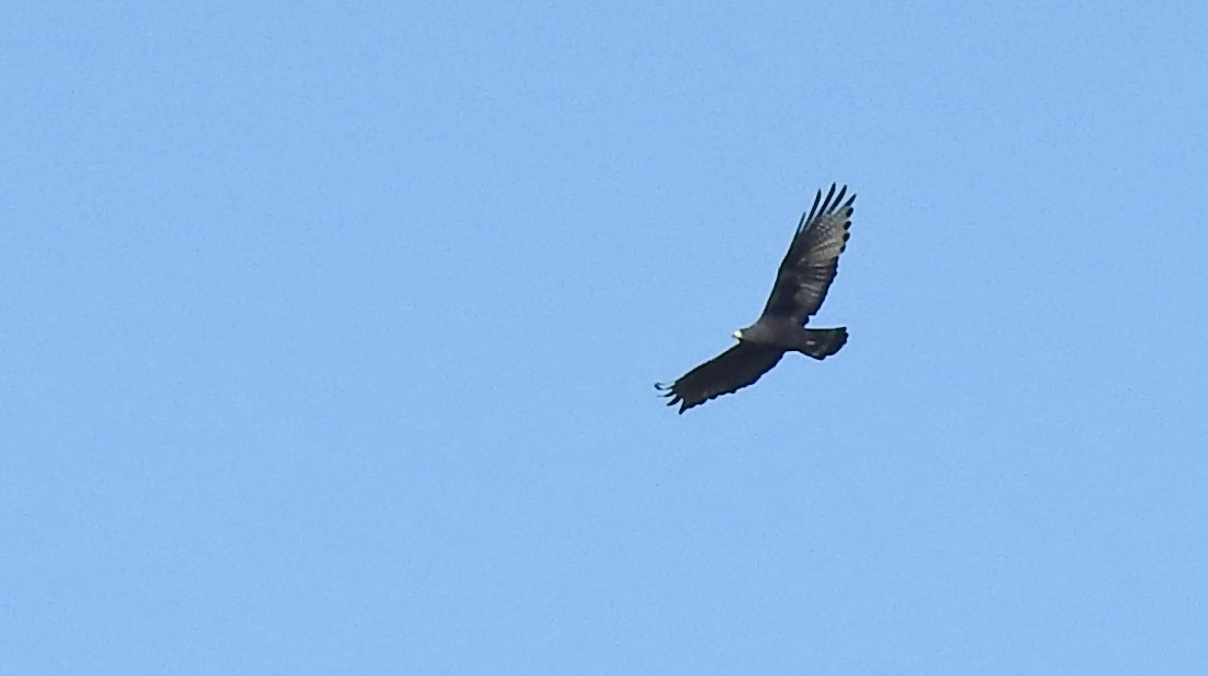 Zone-tailed Hawk - ML615149979