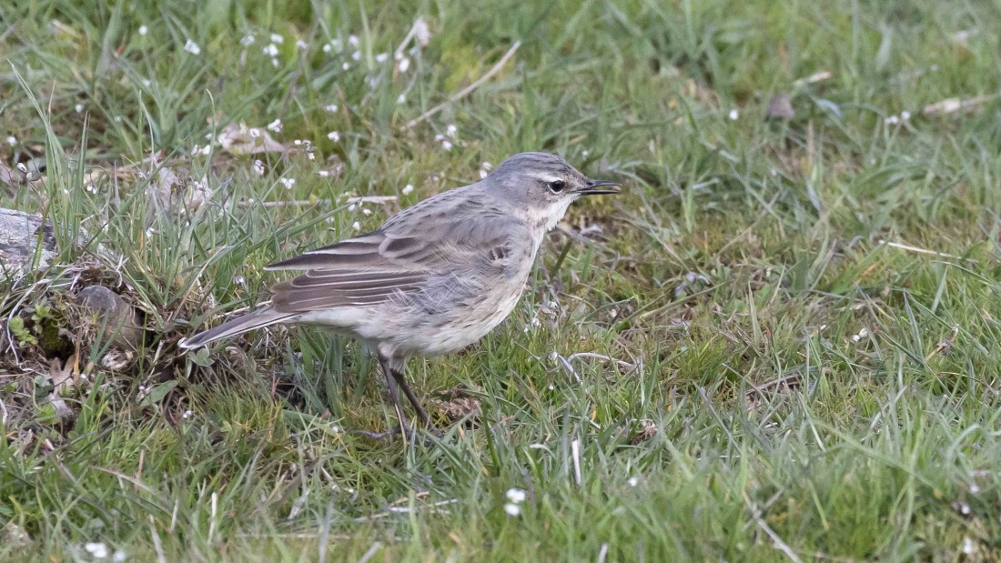 Water Pipit - ML615149993