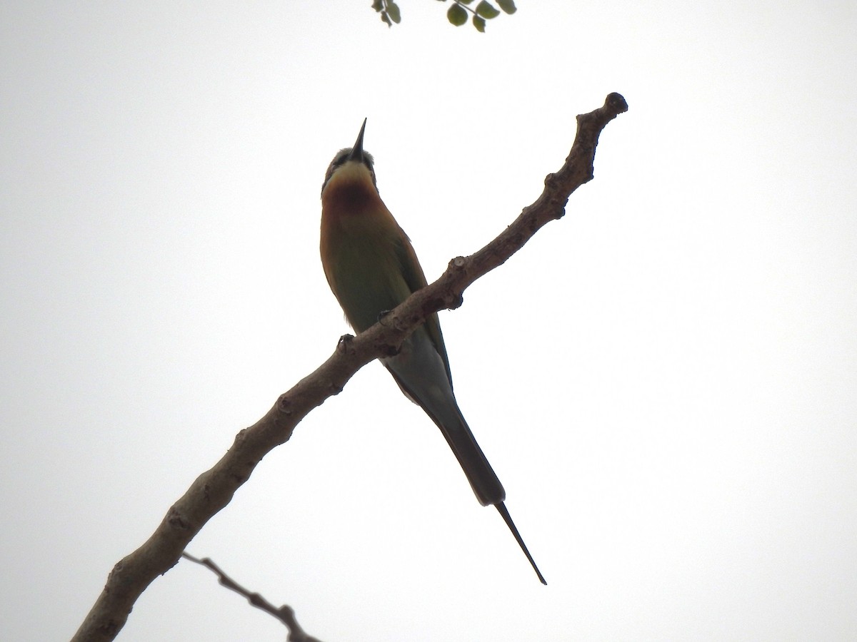 Blue-tailed Bee-eater - ML615149997