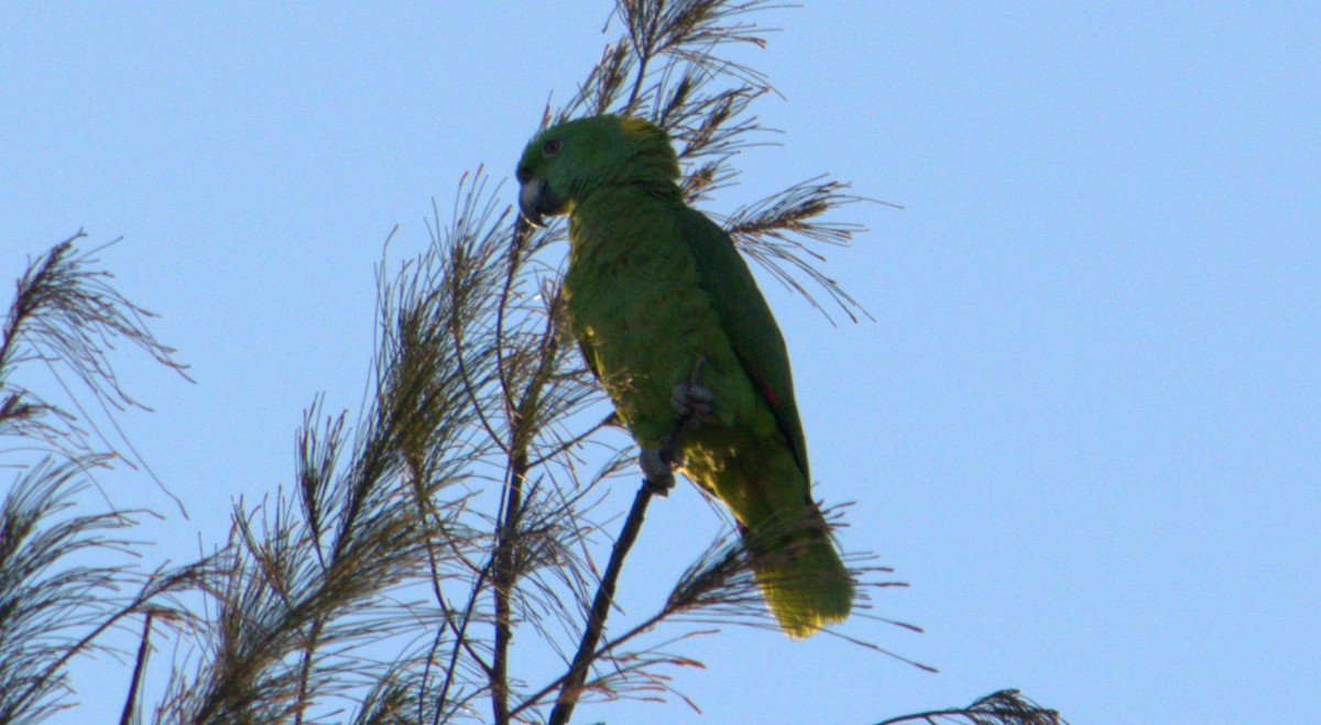 Yellow-naped Parrot - ML615150020