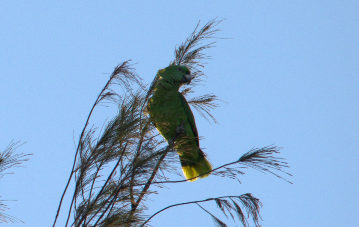 Yellow-naped Parrot - ML615150022