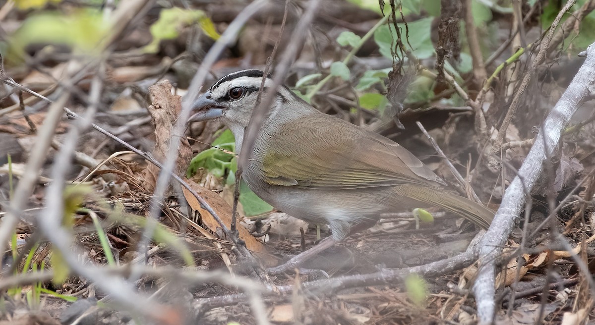 Tocuyo Sparrow - Mike Good