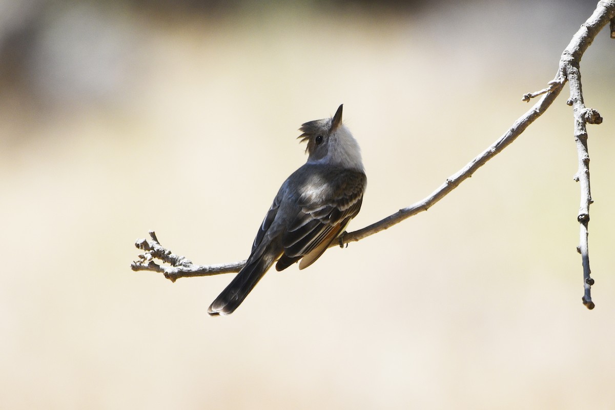 Ash-throated Flycatcher - Mark Golan