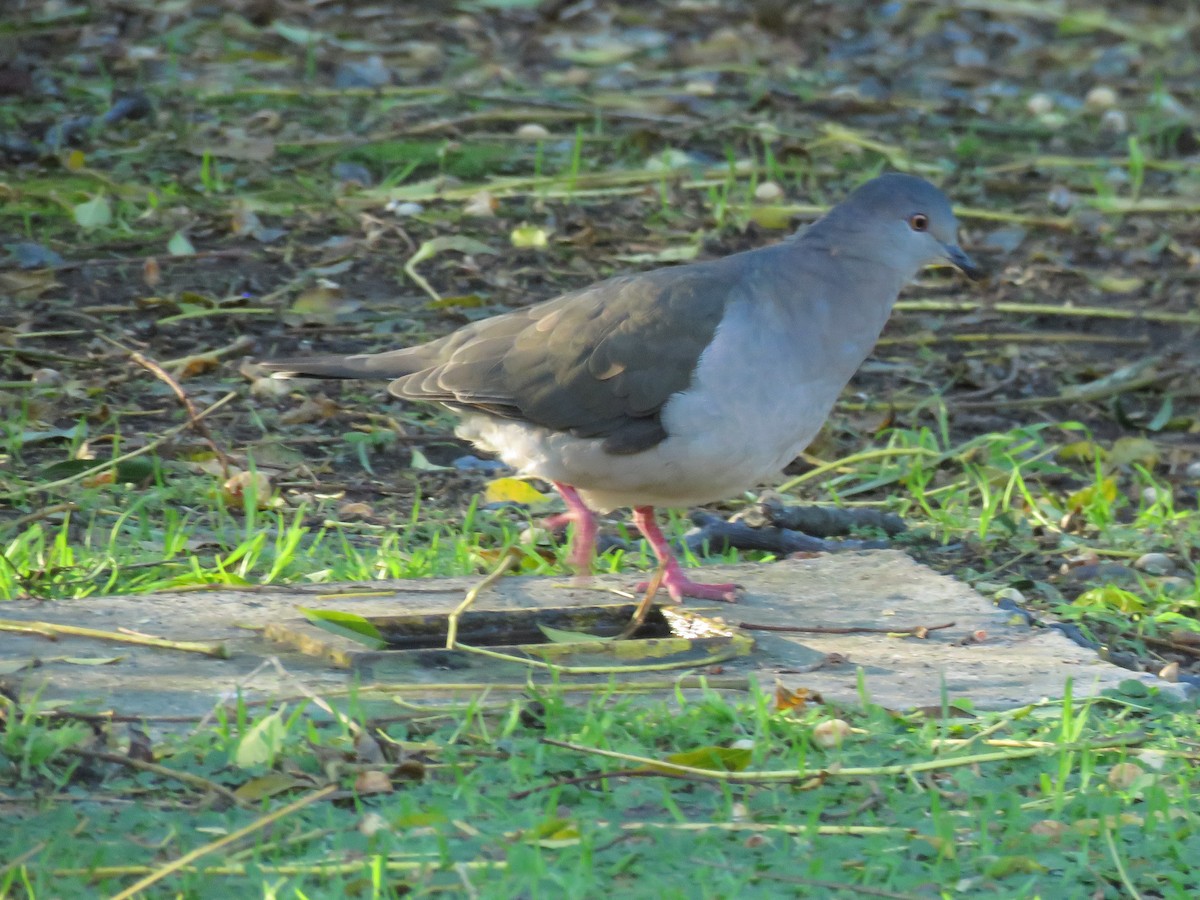 White-tipped Dove - ML615150207