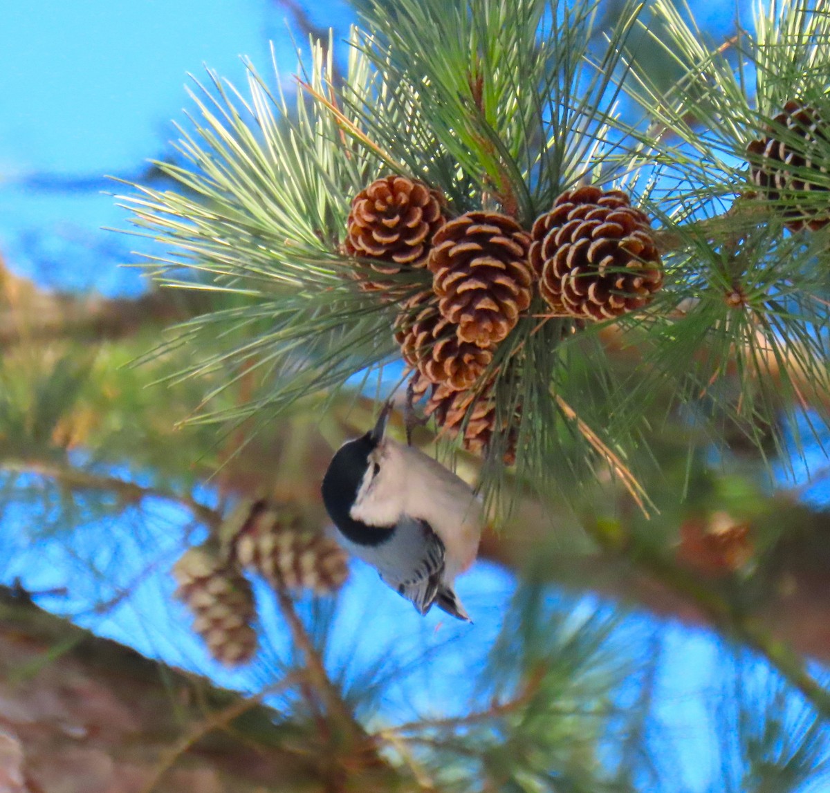 Trepador Pechiblanco (carolinensis) - ML615150214