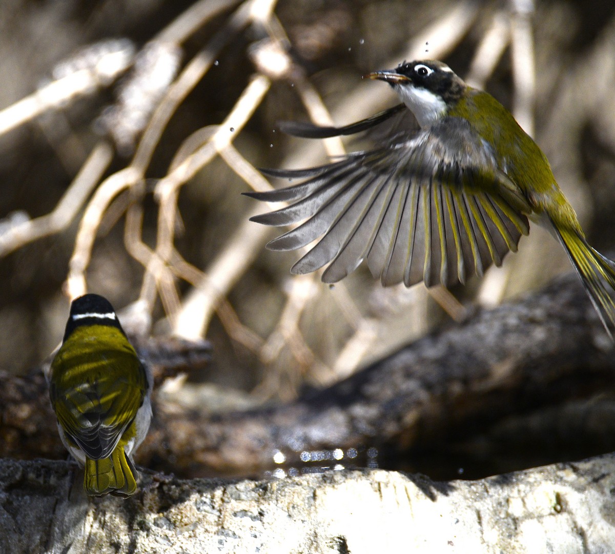 Gilbert's Honeyeater - Stuart  Beil