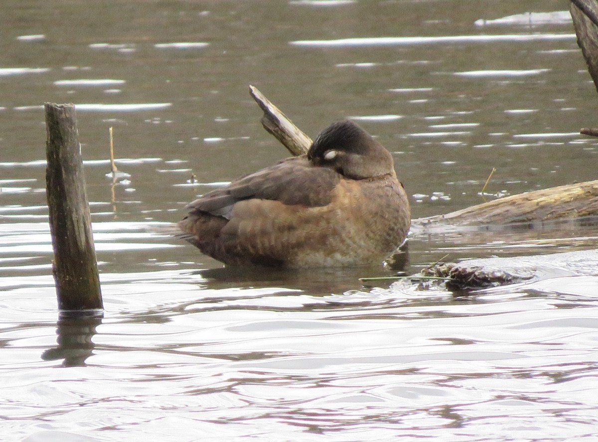 Ring-necked Duck - Jeff Marks