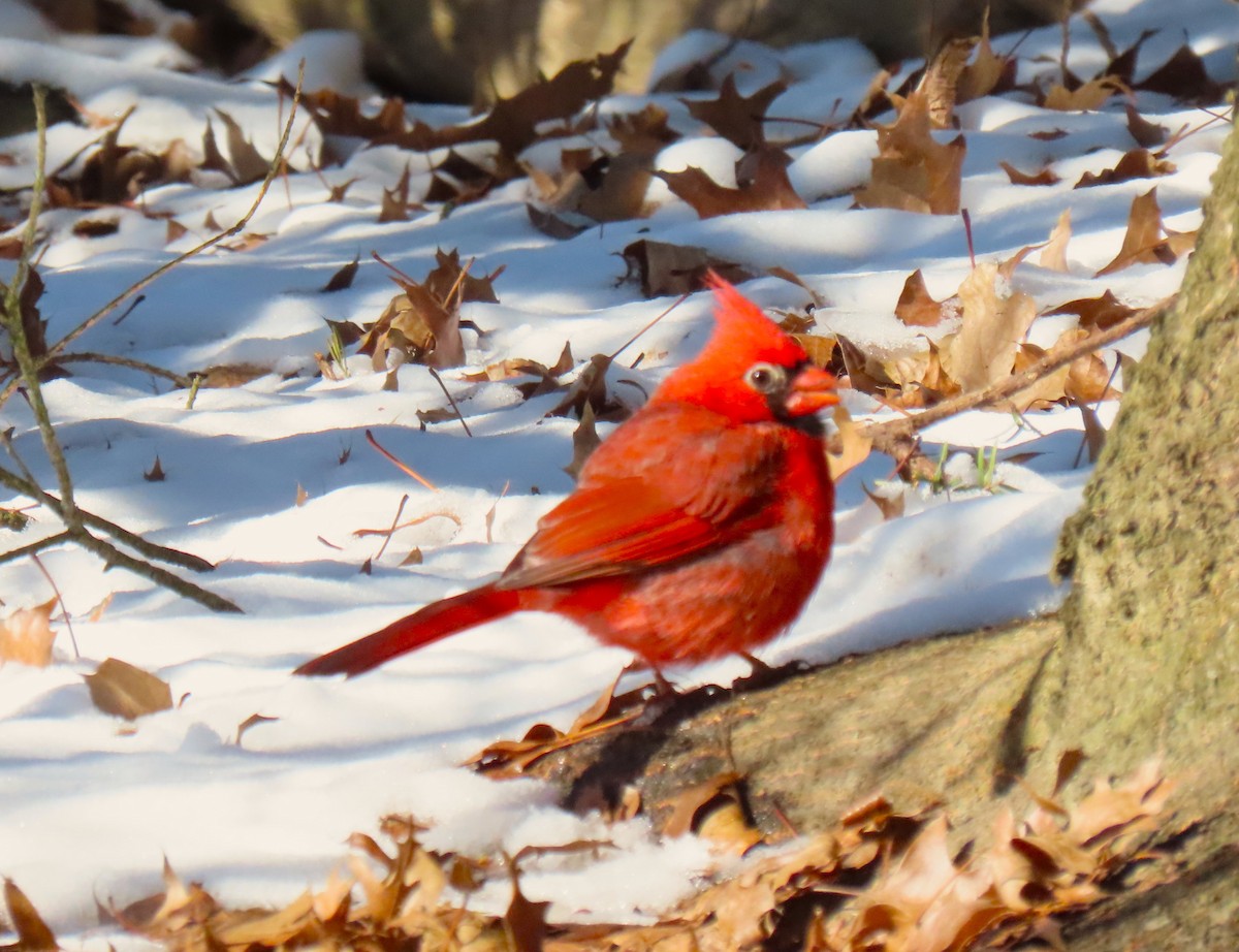 Cardinal rouge - ML615150240