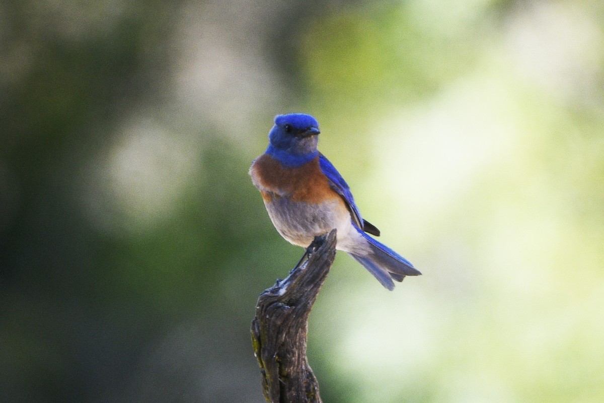 Western Bluebird - Mark Golan