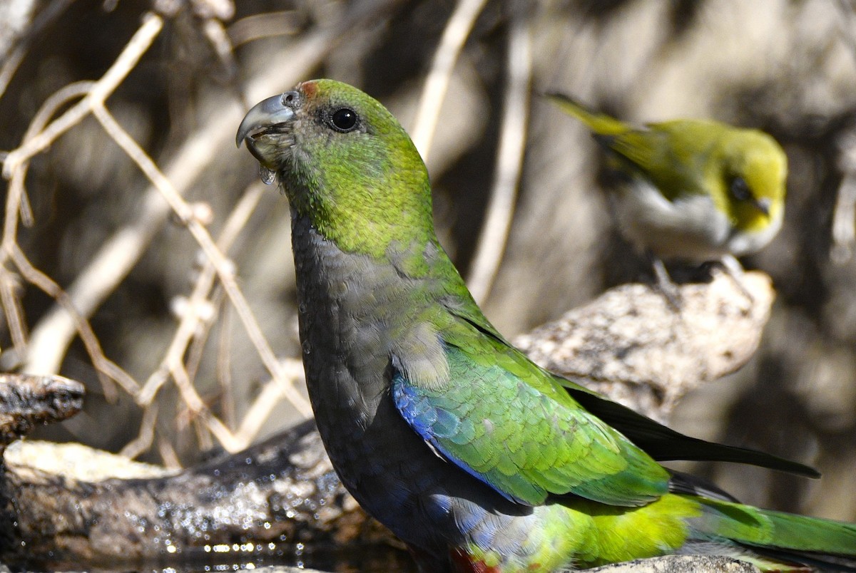 Red-capped Parrot - ML615150245