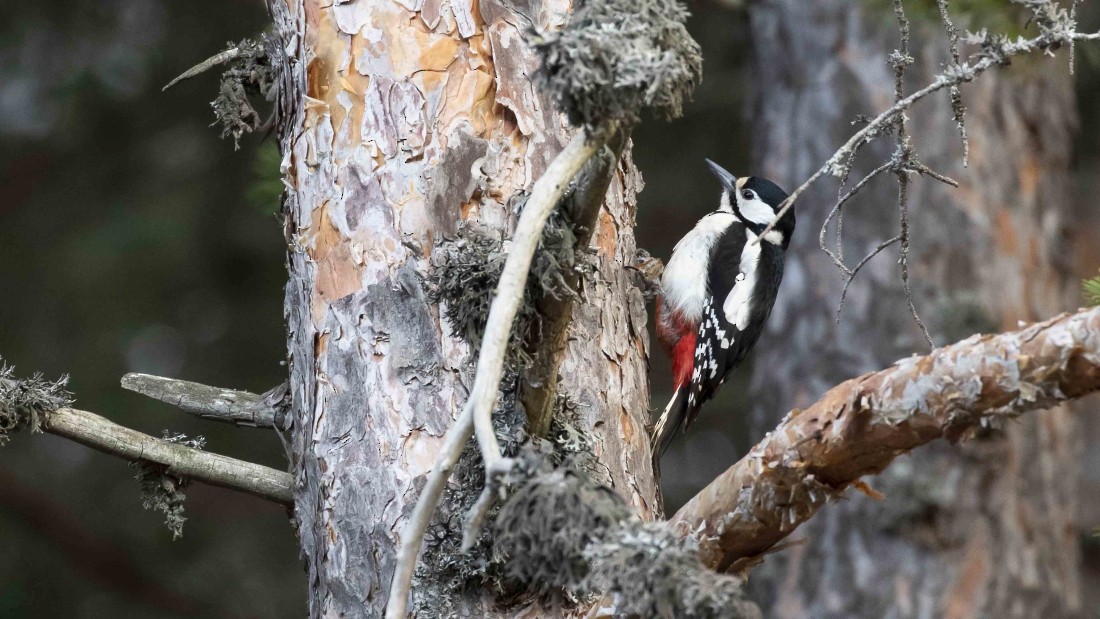 Great Spotted Woodpecker - ML615150312