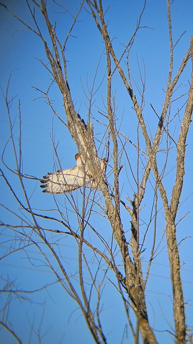 Red-shouldered Hawk - Ari Cassella