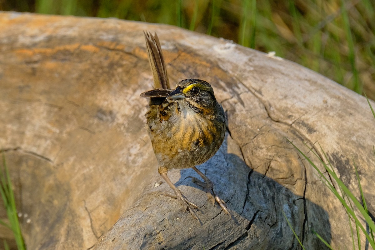 Seaside Sparrow - ML615150346