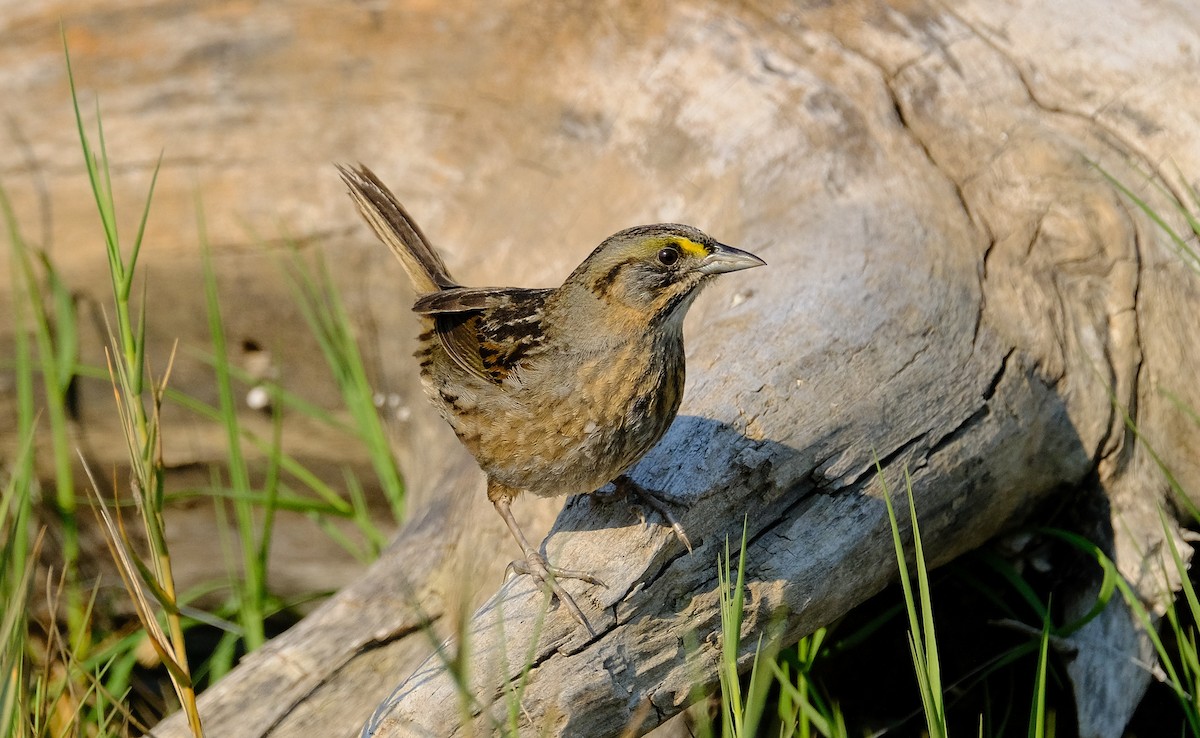 Seaside Sparrow - ML615150347