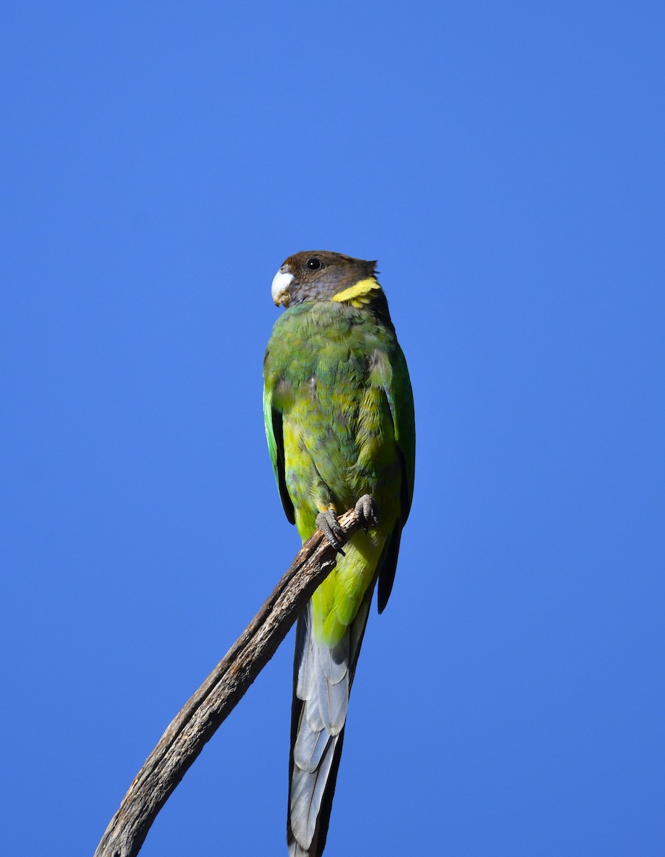 Australian Ringneck - ML615150434