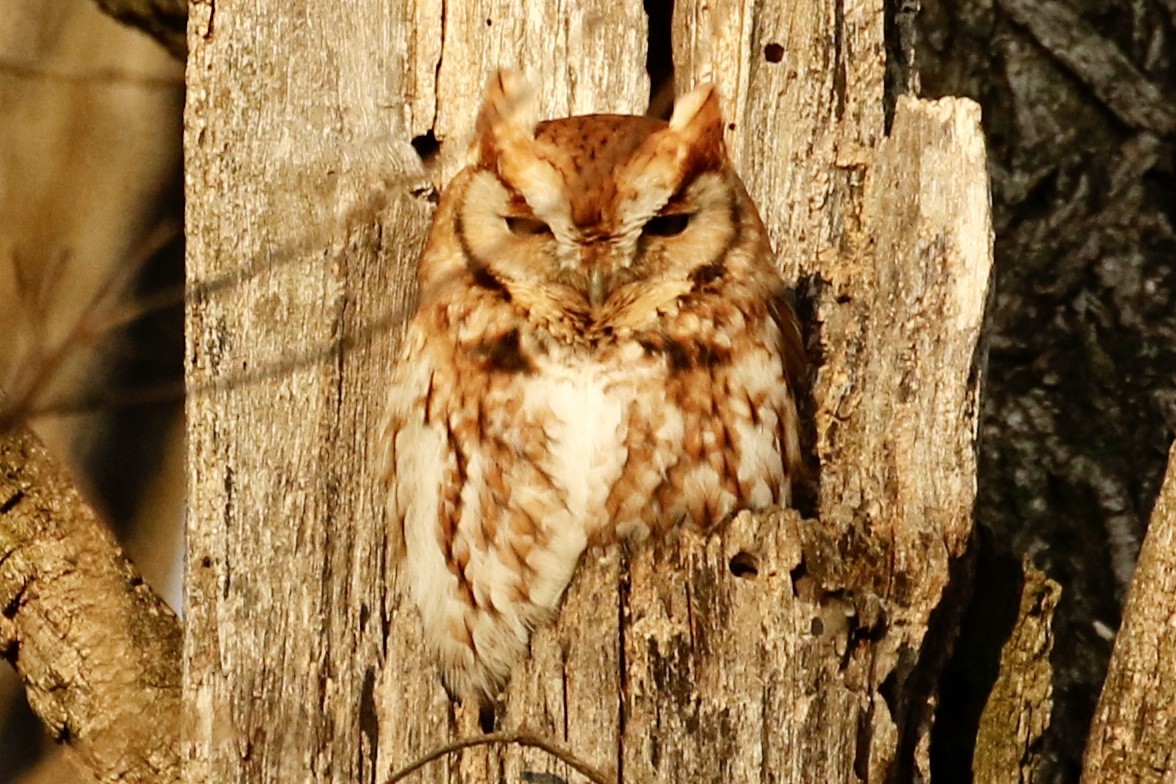 Eastern Screech-Owl - Jeffrey Boland