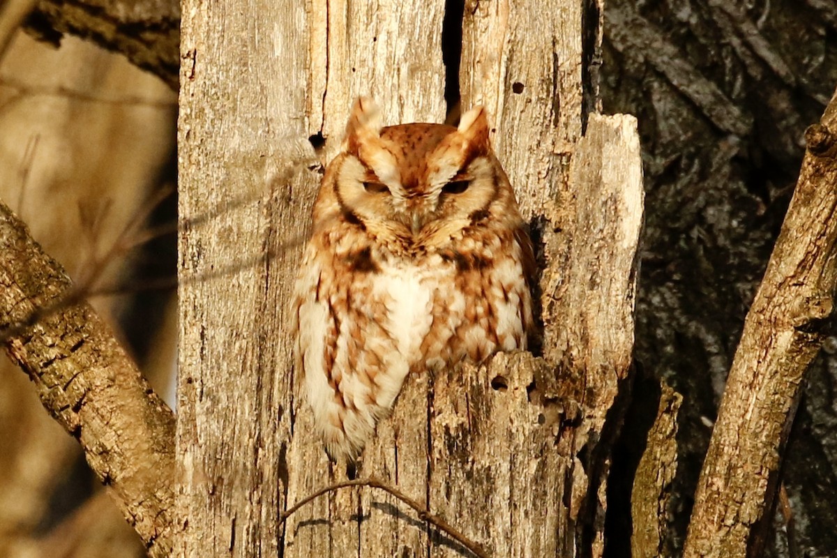 Eastern Screech-Owl - Jeffrey Boland