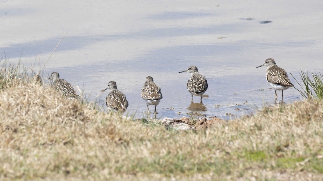 Bruchwasserläufer - ML615150490