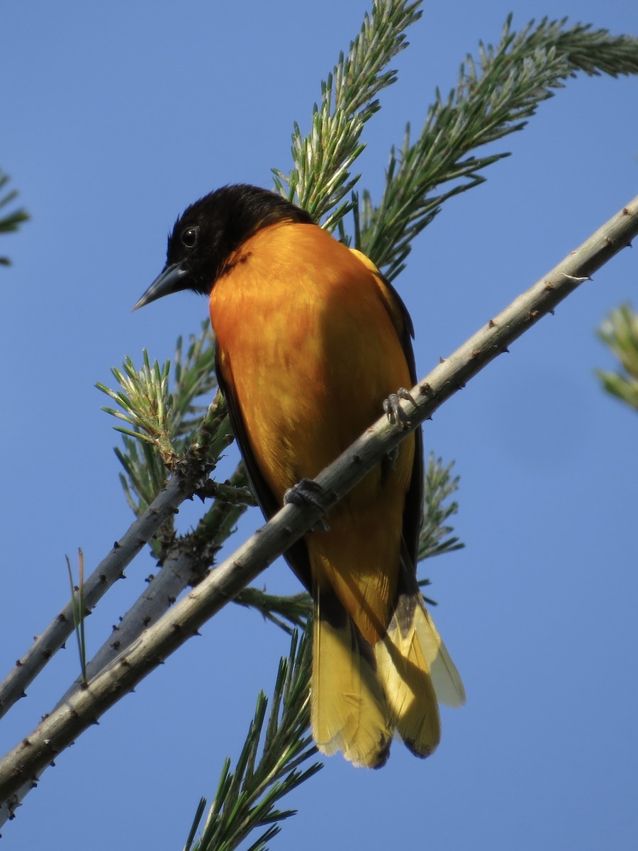 Baltimore Oriole - ML615150493