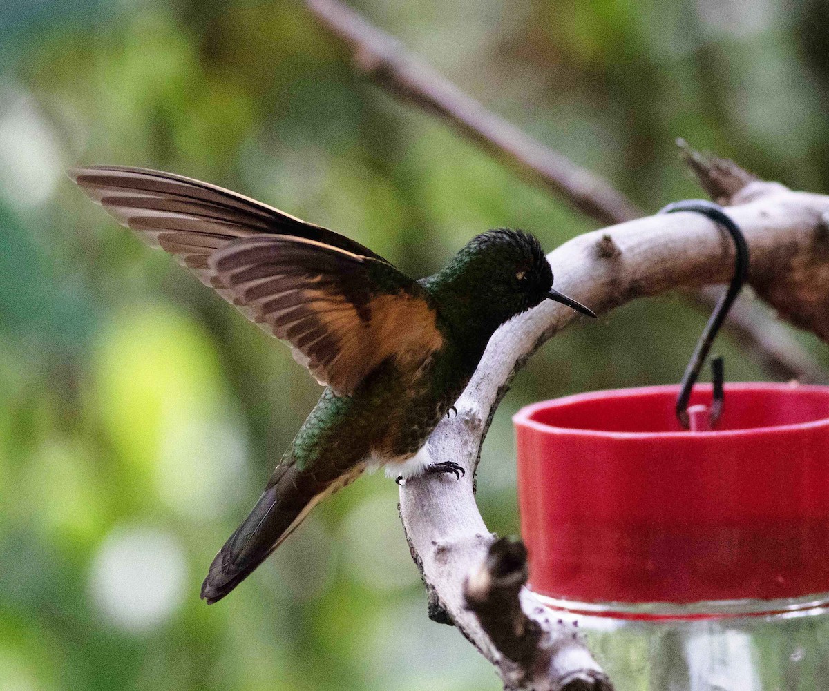 Buff-tailed Coronet - ML615150515