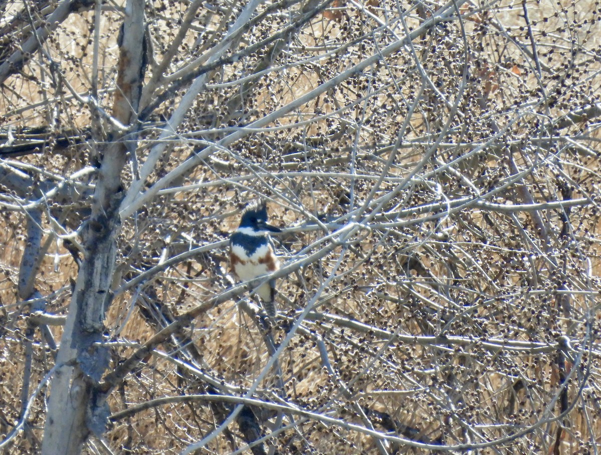 Belted Kingfisher - ML615150524