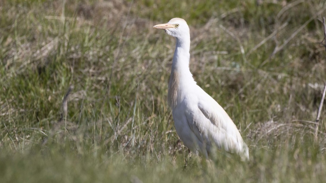 Western Cattle Egret - ML615150593