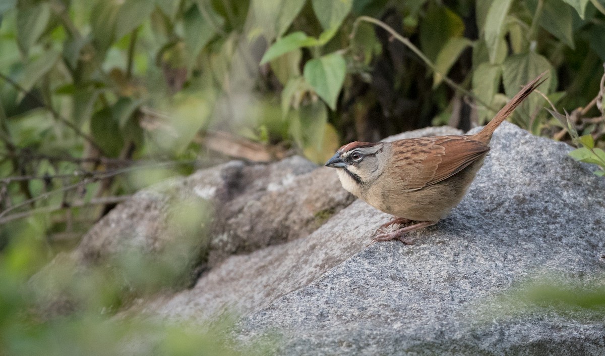 Rusty Sparrow - ML61515061