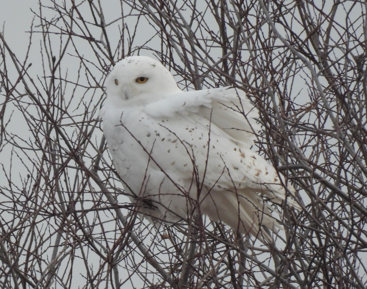 Snowy Owl - ML615150652