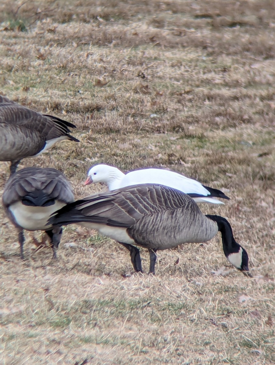 Ross's Goose - ML615150666