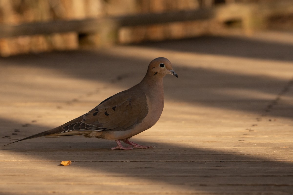 Mourning Dove - ML615150750