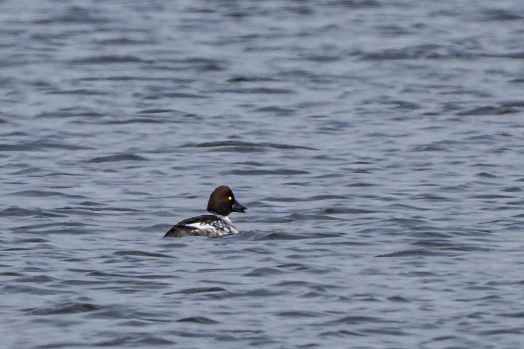 Common Goldeneye - ML615150774