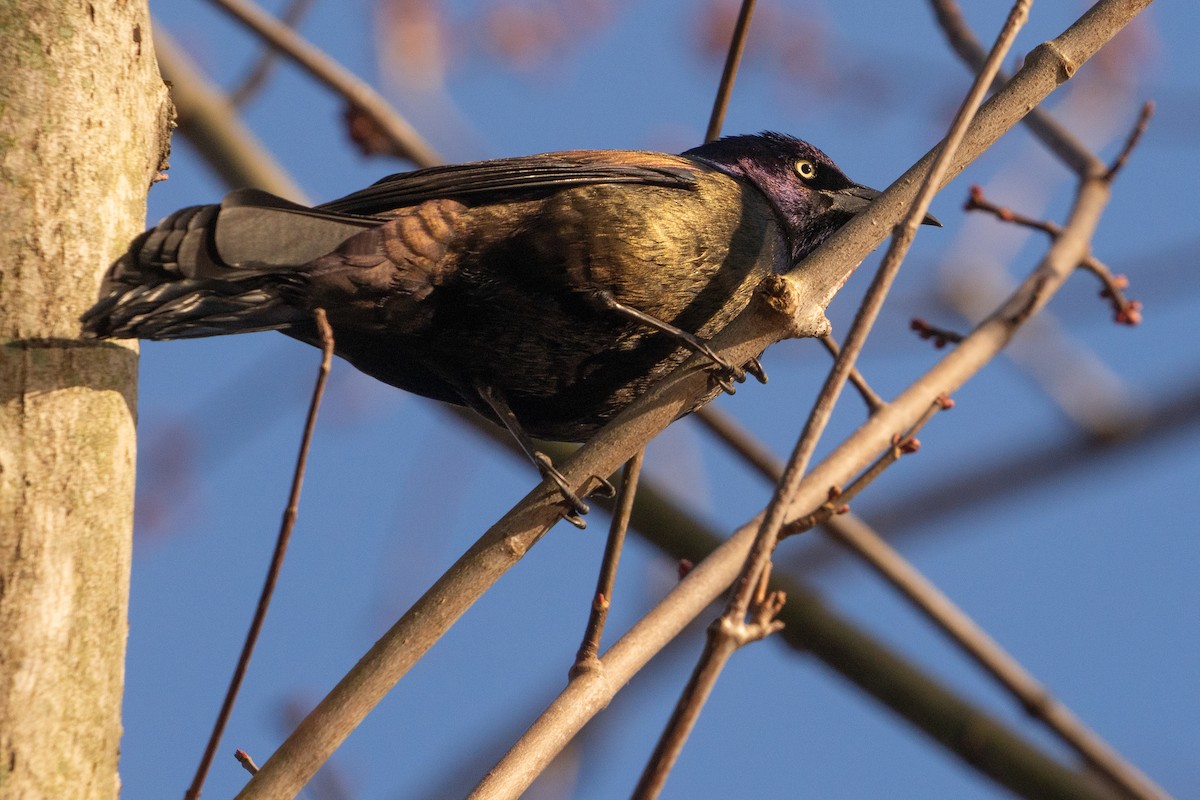 Common Grackle - ML615150832