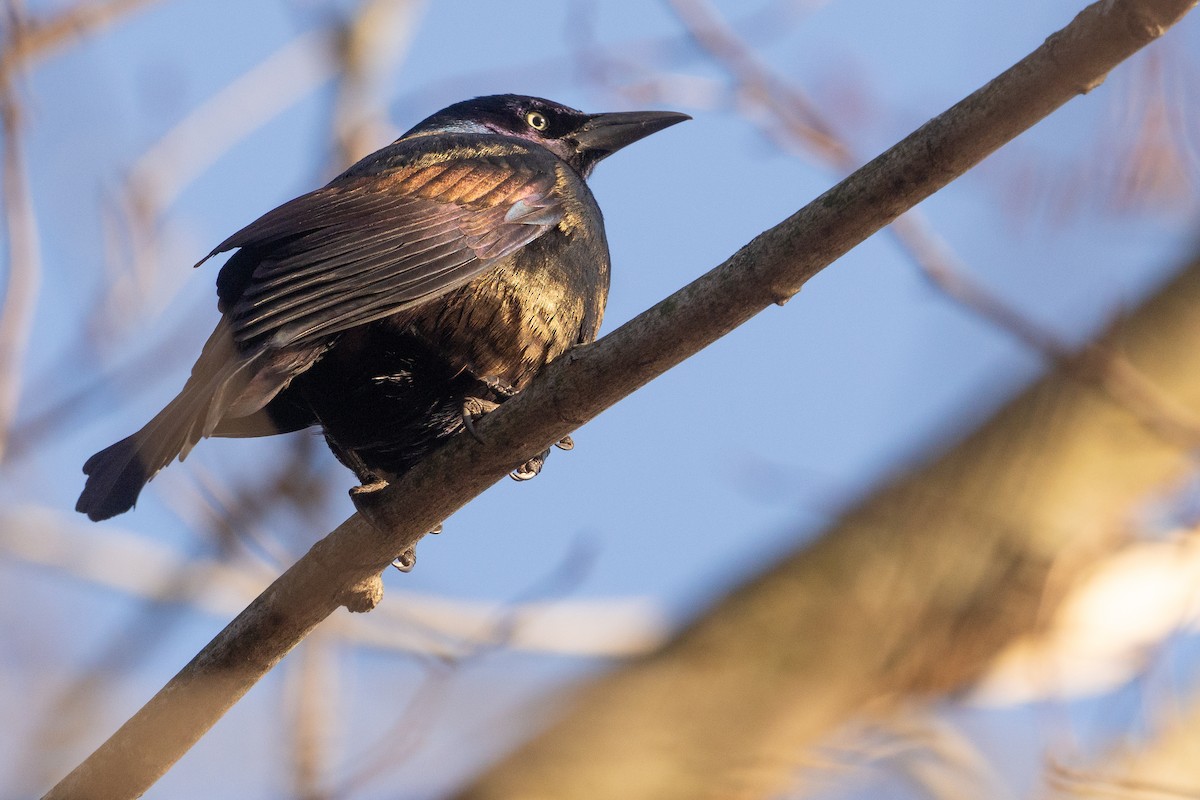 Common Grackle - ML615150850