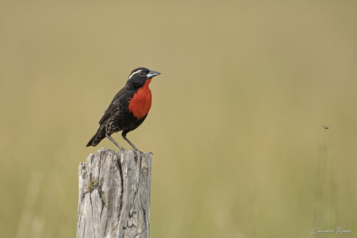 White-browed Meadowlark - ML615150873