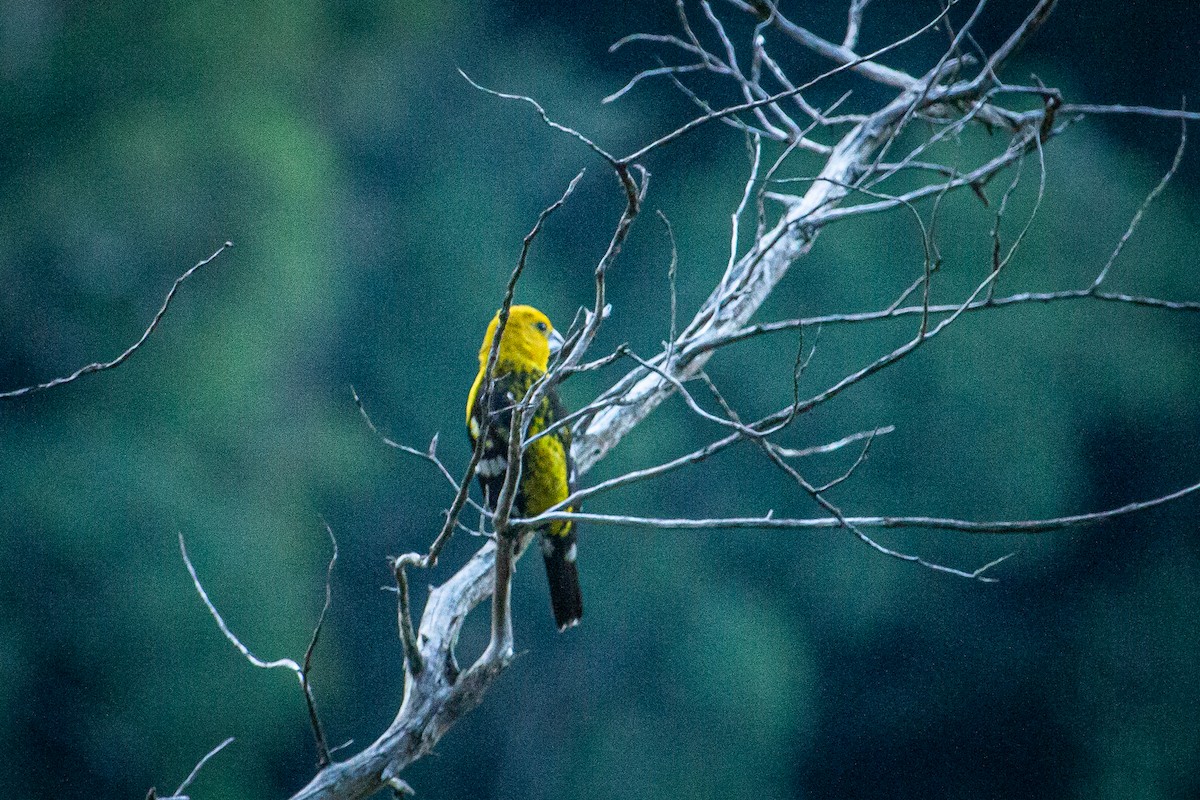 Golden Grosbeak - ML615150913