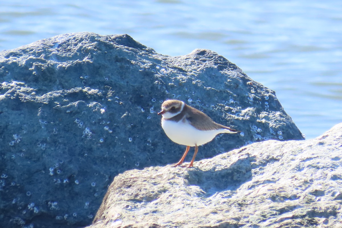 Semipalmated Plover - ML615150959