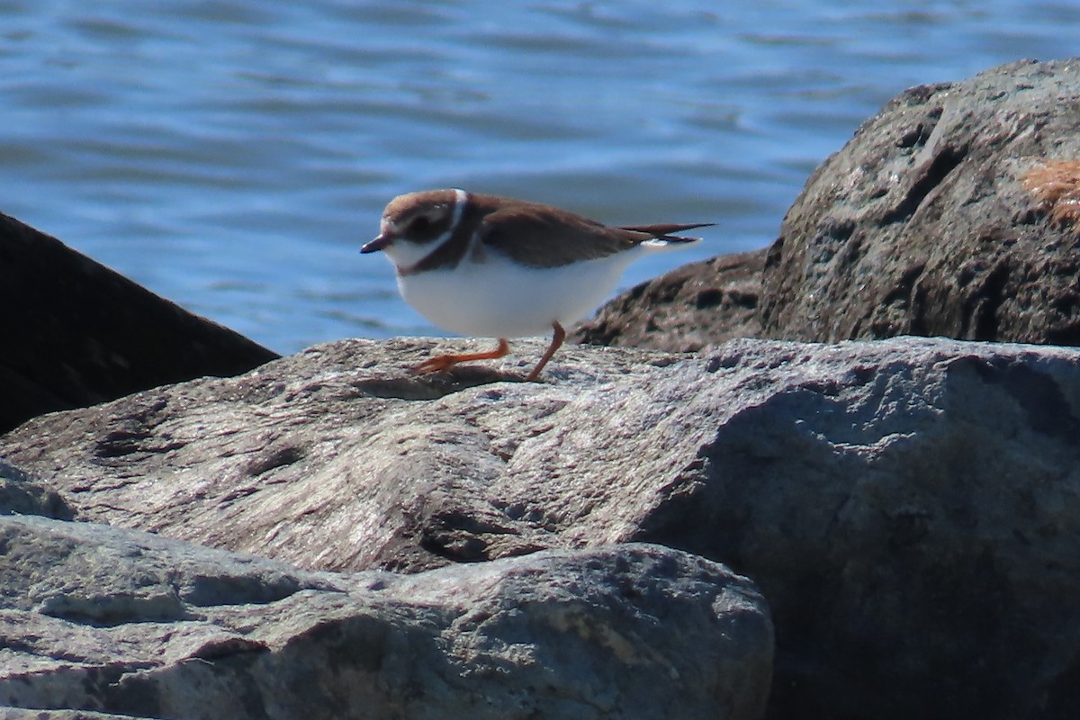 Semipalmated Plover - ML615150962