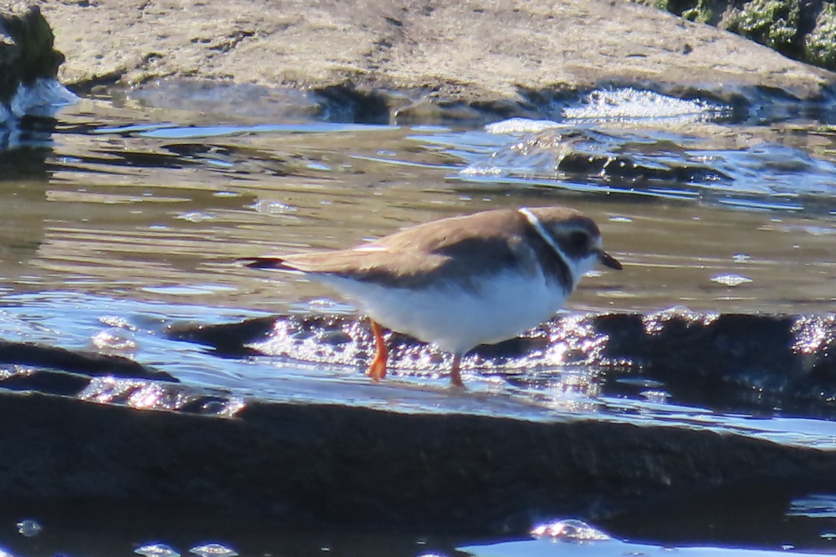 Semipalmated Plover - ML615150969