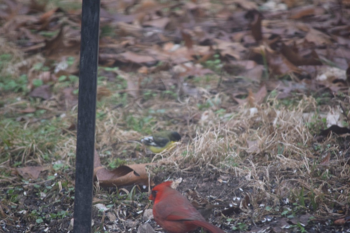 Lesser Goldfinch - Ed Goss