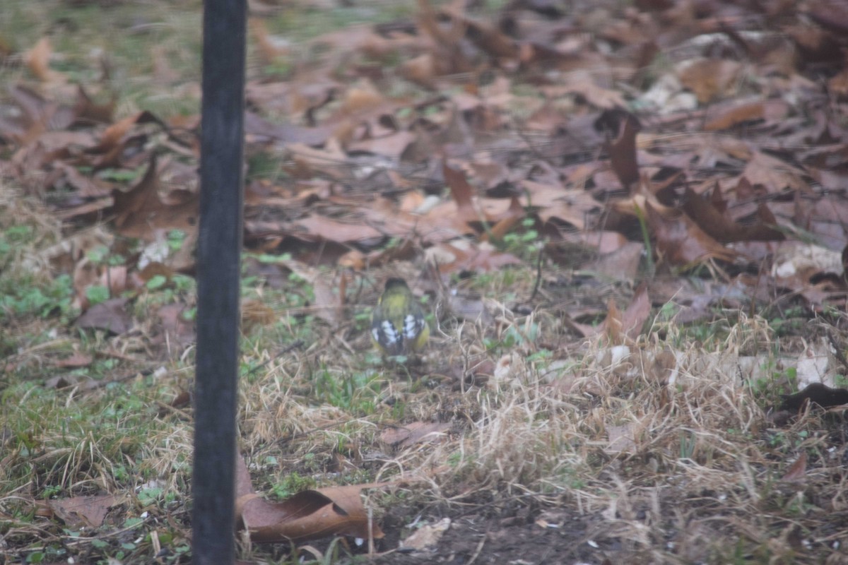 Lesser Goldfinch - Ed Goss