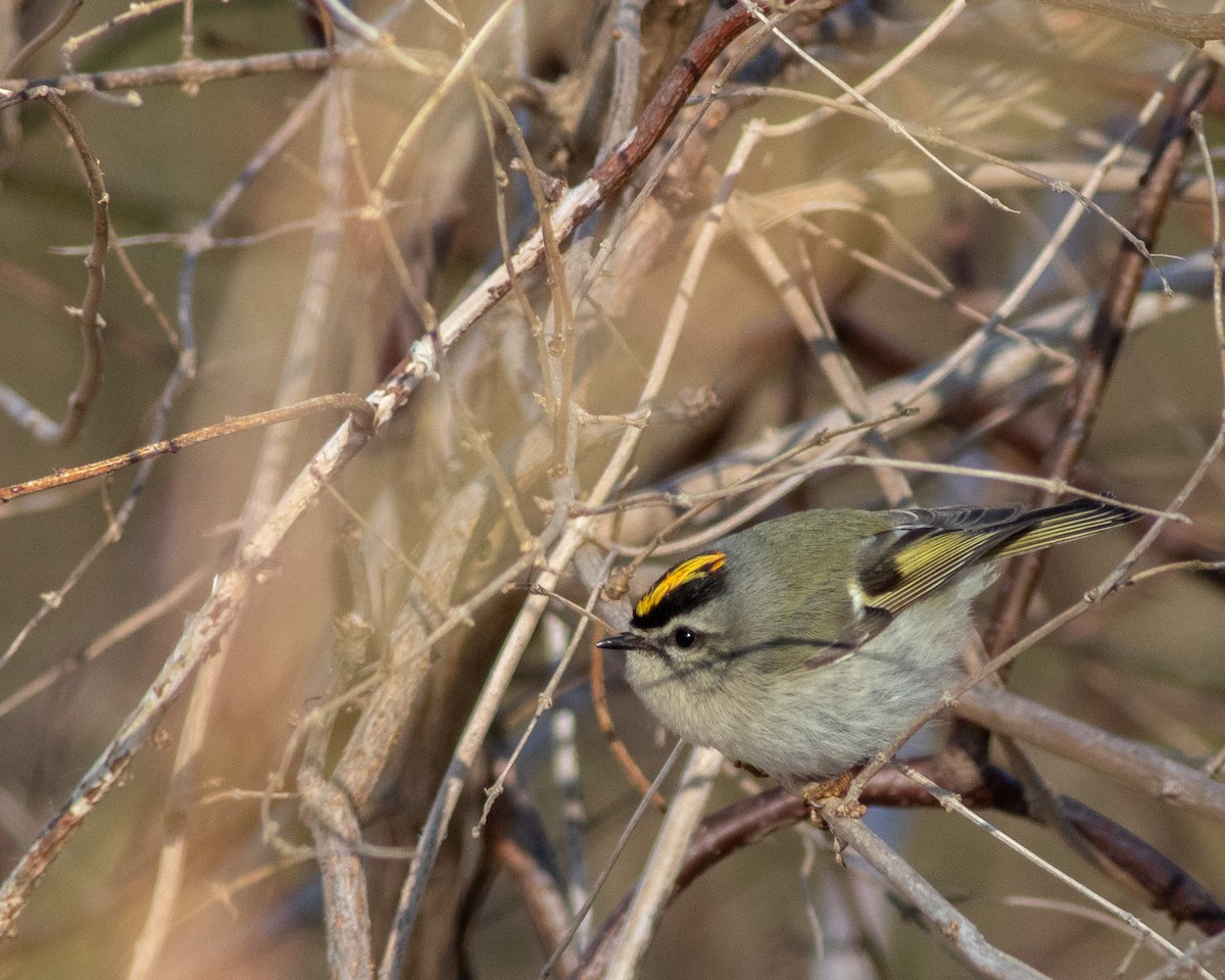 Golden-crowned Kinglet - ML615151008